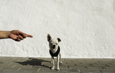 Merlin, a chihuahua is pictured during its evening walk in the white village of Espera, southern Spain
