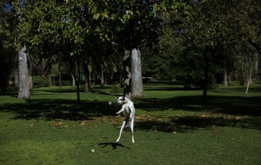 A dalmatian dog jumps for a ball in the Maria Luisa's park of the Andalusian capital of Seville