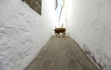 A heifer turns during "Toro de Cuerda" in the white village of Villaluenga del Rosario, southern Spain