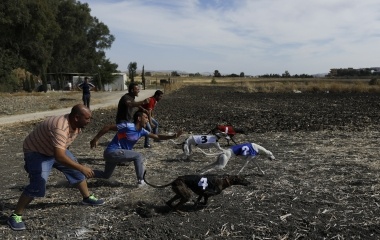 Greyhounds start a race in the white village of Villamartin, southern Spain