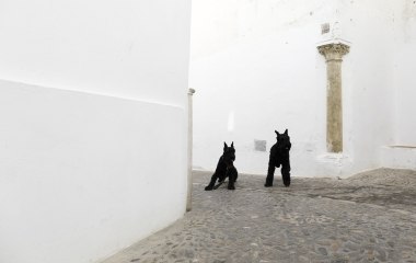 Dogs are seen on a street in the white village of Arcos de la Frontera, southern Spain