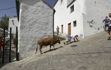 A heifer chses a reveler during "Toro de Cuerda" in the white village of Villaluenga del Rosario, southern Spain