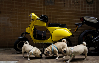 Pug dogs are seen on a backstreet in the Mong Kok district in Hong Kong